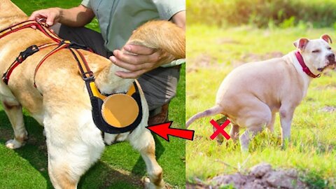8 NEW DOGS GADGETS INVENTION YOU MUST HAVE ▶ FOR DOG LOVERS