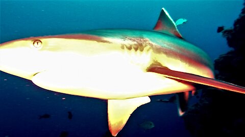 Researchers get much closer than expected with hungry sharks in Papua New Guinea