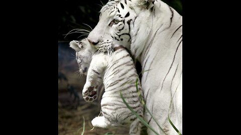 Cute white Tiger mother took her cub into her cage😍 Wait for end.....