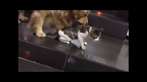 Golden retriever drags cat out a fight