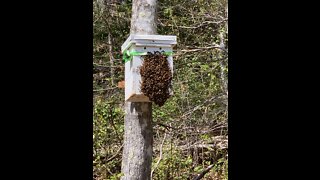 2nd Swarm of the Season Has Picked their New Real Estate! 🤷‍♀️😊