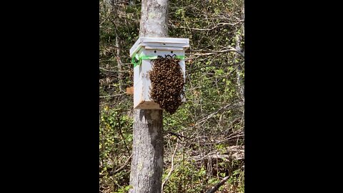 2nd Swarm of the Season Has Picked their New Real Estate! 🤷‍♀️😊