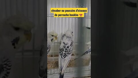 chnaber ou poussins d'oiseaux de perruche houkko