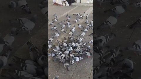 Pyaray Madina ky pyaray kabotar | Pigeons of Madina, MashAllah