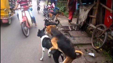 Street dogs fight for Matting