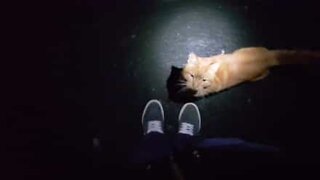 Cat follows man in England