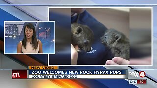 Brevard Zoo introduces Hyrax Pups