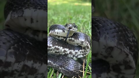 EXCITED RAT SNAKE! #reptiles #snakes #animal #herpetology #nature #wildlife #ratsnake #snakebite