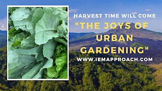 The joys of urban gardening: Harvest time