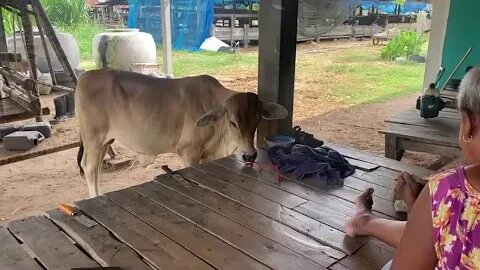 What in da house?? Cows in da house! Only in Buriram…