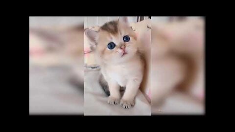 DingDon! Baby Cats || Cute and Funny Cat Videos