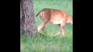 young buck in velvet