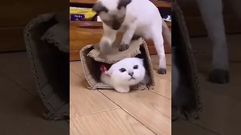 Cute Dog and cat playing #petvideos #videos #viral