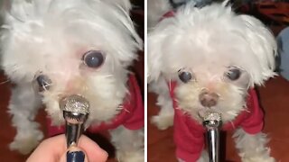 Special needs dog hilariously sniffs mini microphone