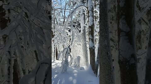 A walk in heavy snow #nature #campfire #hiking #snow #wilderness #bushcraft #canada