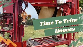 Trimming the Jersey Cows Hooves | Three Little Goats Homestead Vlog