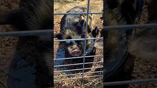 🐷 love to sit in the water😂 #kunekune #pool #spring #farming #farmlife #homestead #fy #fyp #funny