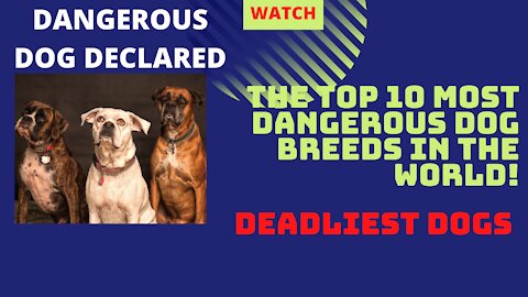 What are the top 10 most dangerous dog breeds in the world! Dangerous dog declared:10 DEADLIEST DOGS