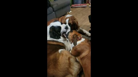 Dogs making weird noises. Great Dane and St. Bernard.