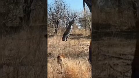 Leopard Kill / Leopard Kills Impala / Wildlife at its best
