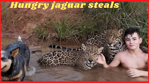 Hungry jaguar steals fish inside