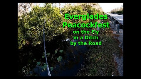 Everglades 2020-12 Peacock Fest Part 3