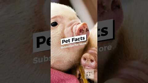 Pet Facts - You Won't Believe 😊😁🤣😜#shorts #pets #shortsfeed #shortsviral #adorable #pig