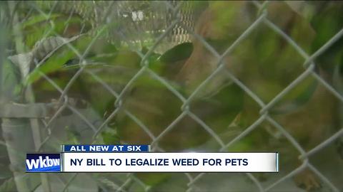 New York State Bill to legalize weed for pets
