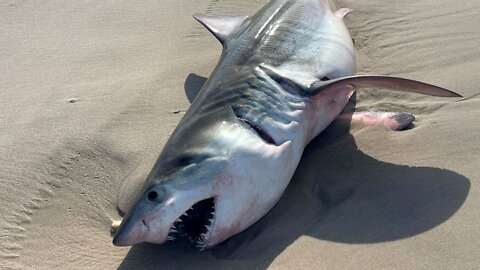 Something Huge Tried to Eat Our SHARK | FREE TRIBUNE |
