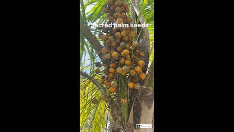Sacred palm nuts