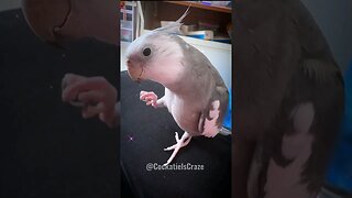 Cute Cockatiel Learning To Sing Kukki Song 🎵 😍
