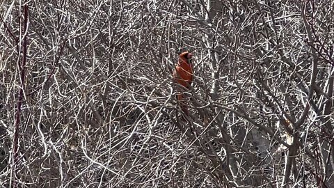 Male Cardinal singing beautifully