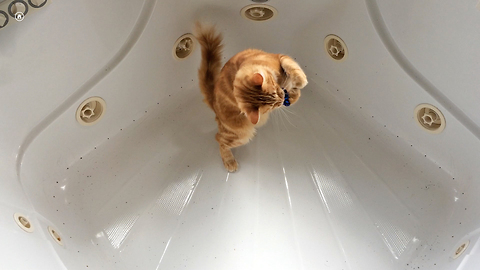 A Kitty On Catnip Plays In The Bathtub. What Happens Next Will Brighten Your Day.