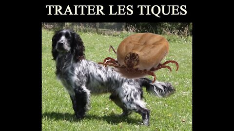 Cocker Spaniels - Comment prévenir des puces et tiques sur nos chiens NEXGARD