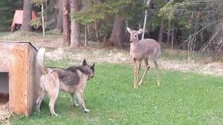Hund og hjort leger fangeleg