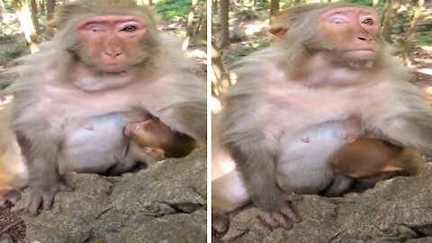 Mother monkey is wonderful even though she is one-eyed