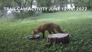 Trail Cam Activity June 12-14, 2022