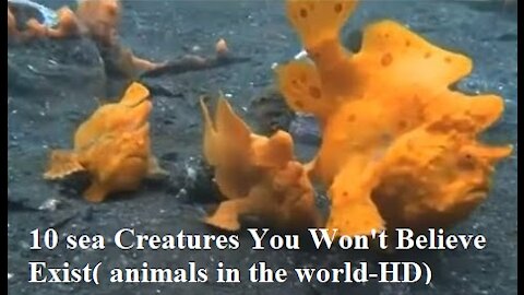 10 Sea Creatures You Won't Believe Exist( animals in the world-HD)