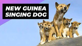 New Guinea Singing Dog 🐕 A Wild Dog You Didn't Know Existed #shorts