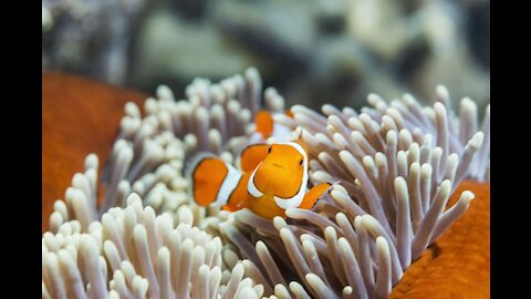 Feeding Clownfish Probiotics to Increase their Health in your Reef Tank