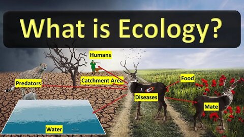 What is Ecology with Matthew Gates