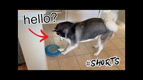 Siberian Husky BAMBOOZLED By Giant Frisbeeu!!! |||||| By Gamerji