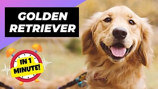 Golden Retriever - In 1 Minute! ❤️‍🔥 Unconditional Love & Loyalty! | 1 Minute Animals