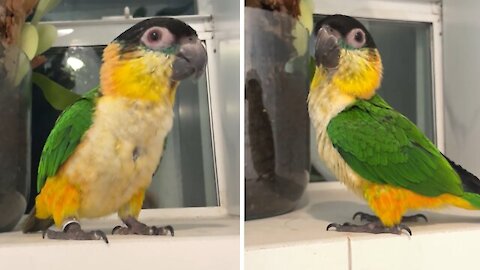 baby-parrot-whistles-and-dances-in-the-shower