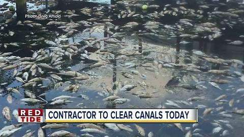 Vendor hired in Manatee Co. to remove dead fish