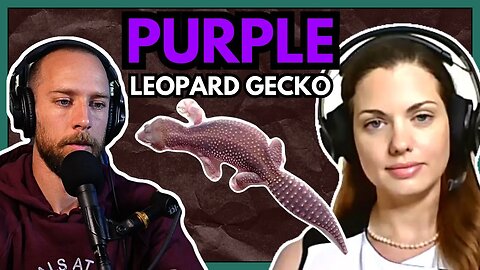 How to Breed High-Quality Reptile Morphs PROPERLY | Dragoon Gecko