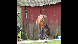 racking and trotting fire breathing american saddlebred 5 gaited pony