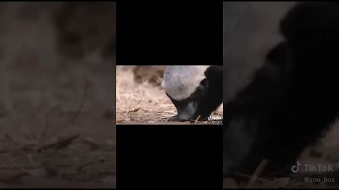 HONEY BADGER vs SNAKE #zoobox #nonsense #honeybadger #snake