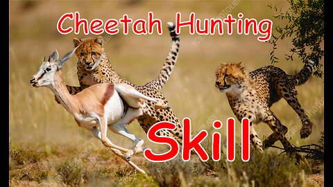 A Cheetah Hunting Skills