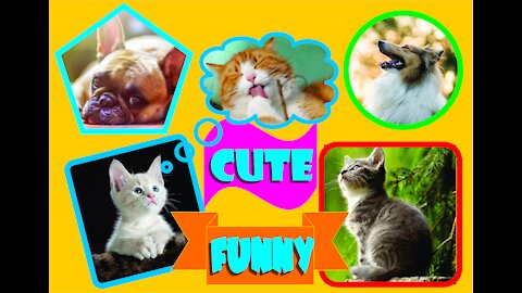 cute and funny pets animais fofinhos